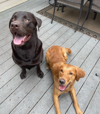 Illustration de l'article : Des chiens retrouvent leur âme de chiot lorsqu’ils découvrent une piñata spécialement faite pour eux (vidéo)