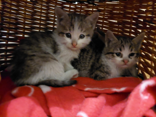 Illustration de l'article : Des locataires s’inquiètent en découvrant une chatte et ses petits dans les combles de leur immeuble