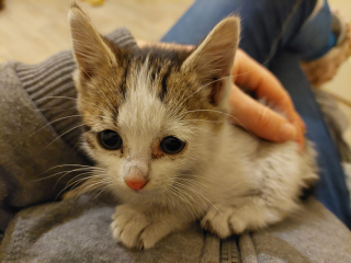 Illustration de l'article : Des locataires s’inquiètent en découvrant une chatte et ses petits dans les combles de leur immeuble