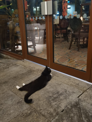 Illustration de l'article : La propriétaire de ce chat est constamment appelée pour venir le récupérer aux 4 coins de la ville