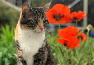 Illustration de l'article : Une femme rêve que son chat perdu se trouve dans une église et décide de s’y rendre pour en avoir le cœur net