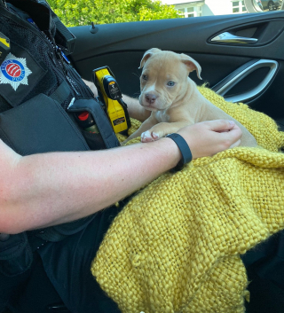 Illustration de l'article : 9 chiots disparaissent apr&egrave;s le passage de cambrioleurs et seul l&rsquo;un d&rsquo;entre eux a &eacute;t&eacute; retrouv&eacute;