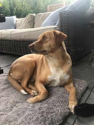 Illustration de l'article : Les sauveteurs offrent une seconde chance à ce chien, aveugle à cause de la négligence de ses ex-propriétaires