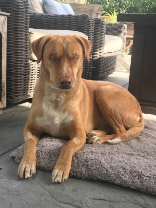 Illustration de l'article : Les sauveteurs offrent une seconde chance à ce chien, aveugle à cause de la négligence de ses ex-propriétaires