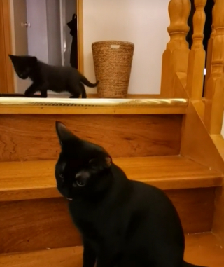 Illustration de l'article : Cette chatte aidant son chaton à descendre les escaliers fait fondre le cœur des internautes (vidéo)