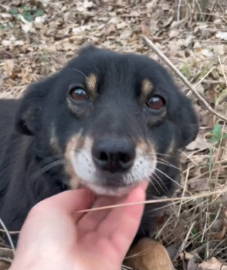 Illustration de l'article : Abandonnée en lisière de forêt, cette chienne a attendu 7 jours que ses maîtres reviennent (vidéo)