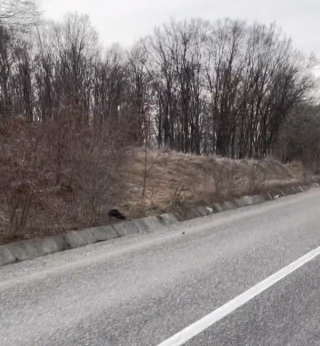 Illustration de l'article : Abandonnée en lisière de forêt, cette chienne a attendu 7 jours que ses maîtres reviennent (vidéo)