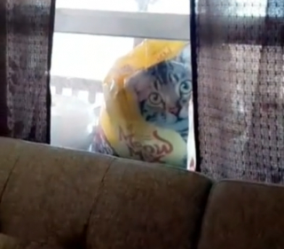 Illustration de l'article : La raison pour laquelle cette chienne a aboyé toute la nuit a déclenché le fou rire de ses propriétaires (vidéo)