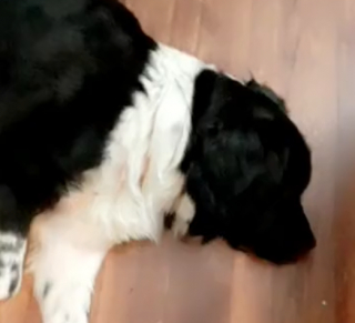 Illustration de l'article : La raison pour laquelle cette chienne a aboyé toute la nuit a déclenché le fou rire de ses propriétaires (vidéo)