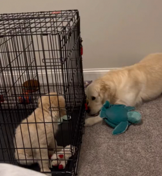 Illustration de l'article : Ce chiot, en plein apprentissage de la cage, peut compter sur son grand frère Golden Retriever pour le sortir de là ! (vidéo)