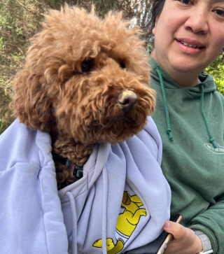 Illustration de l'article : En longeant un ruisseau par hasard, un couple aperçoit un chien activement recherché depuis 11 jours