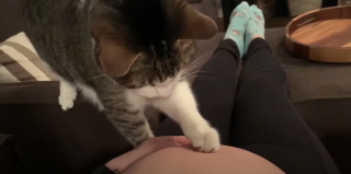 Illustration de l'article : Le tendre geste de ce chat, qui comprend que sa propri&eacute;taire attend un b&eacute;b&eacute; (vid&eacute;o)