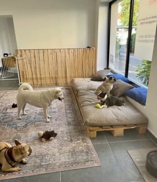 Illustration de l'article : La premi&egrave;re cr&egrave;che pour chien en France, "Les Belles Truffes", a ouvert ses portes !