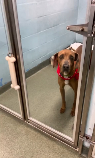 Illustration de l'article : Après avoir été abandonné pour une bien triste raison, Arnold recherche une famille qui l’aimera vraiment (vidéo)