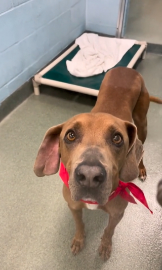 Illustration de l'article : Après avoir été abandonné pour une bien triste raison, Arnold recherche une famille qui l’aimera vraiment (vidéo)