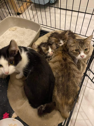 Illustration de l'article : Dépassés, des propriétaires vivaient avec 37 chats dans leur maison et ont reçu l’aide de bénévoles