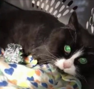 Illustration de l'article : Des sauveteurs prennent en charge une chatte âgée et découvrent qu’elle était portée disparue depuis 10 ans