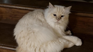 Illustration de l'article : Jango, un f&eacute;lin disparu pendant huit mois et sauv&eacute; par un bienfaiteur anonyme