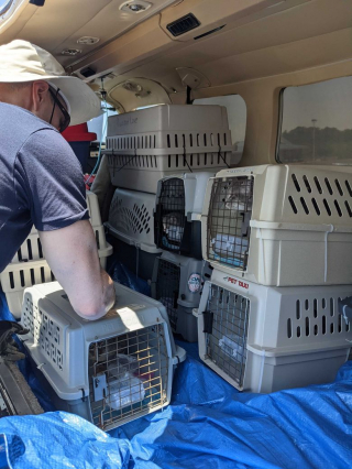 Illustration de l'article : Grâce au soutien d’un pilote dévoué, 51 chats risquant l’euthanasie se sont envolés vers de nouveaux refuges 