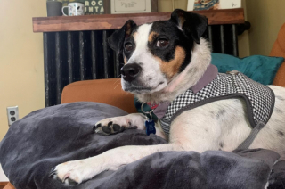 Illustration de l'article : Une chienne découverte abandonnée dans son jardin, des mois après le décès de son propriétaire (vidéo)