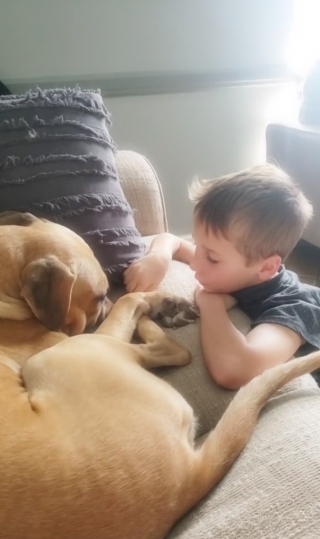 Illustration de l'article : Un garçon de 7 ans économise de l’argent pour adopter un chien maltraité par ses anciens propriétaires (vidéo)