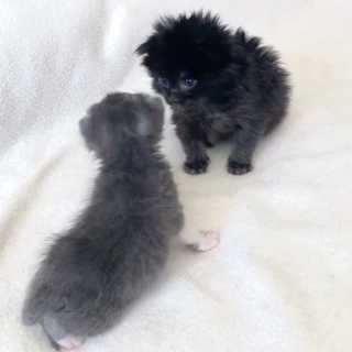 Illustration de l'article : 2 chatons orphelins se rencontrent et se lient d&rsquo;amiti&eacute; dans leur famille d&rsquo;accueil