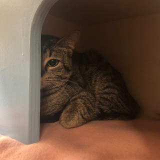 Illustration de l'article : Une chatte abandonn&eacute;e dans un sac de transport se remet doucement de ses traumatismes