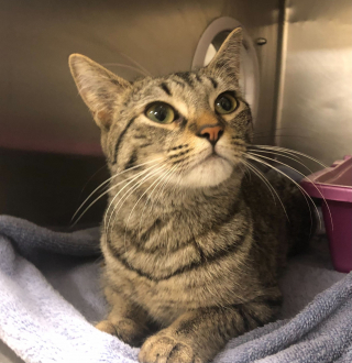 Illustration de l'article : Une chatte abandonn&eacute;e dans un sac de transport se remet doucement de ses traumatismes