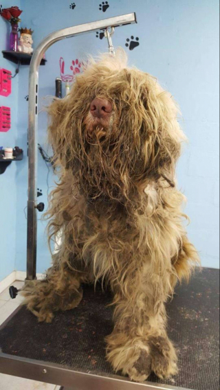 Illustration de l'article : Un chien errant en très mauvais état bénéficie d’un toilettage au beau milieu de la nuit