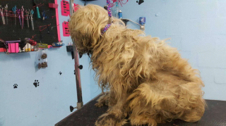 Illustration de l'article : Un chien errant en très mauvais état bénéficie d’un toilettage au beau milieu de la nuit