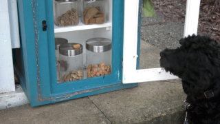 Illustration de l'article : Une simple gamelle d'eau se transforme en véritable trésorerie pour nos amis canins