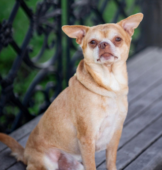 Illustration de l'article : Des b&eacute;n&eacute;voles jouent carte sur table en d&eacute;voilant un portrait peu flatteur d&rsquo;un Chihuahua &agrave; la recherche d&rsquo;une famille