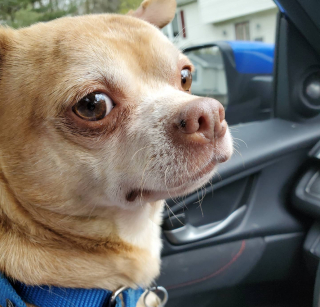 Illustration de l'article : Des b&eacute;n&eacute;voles jouent carte sur table en d&eacute;voilant un portrait peu flatteur d&rsquo;un Chihuahua &agrave; la recherche d&rsquo;une famille