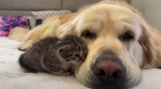 Illustration de l'article : Un minuscule chaton fait tout son possible pour attirer l’attention d’un Golden Retriever un peu boudeur (vidéo)