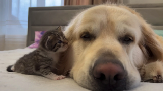 Illustration de l'article : Un minuscule chaton fait tout son possible pour attirer l’attention d’un Golden Retriever un peu boudeur (vidéo)