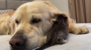 Illustration de l'article : Un minuscule chaton fait tout son possible pour attirer l’attention d’un Golden Retriever un peu boudeur (vidéo)