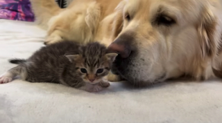 Illustration de l'article : Un minuscule chaton fait tout son possible pour attirer l’attention d’un Golden Retriever un peu boudeur (vidéo)