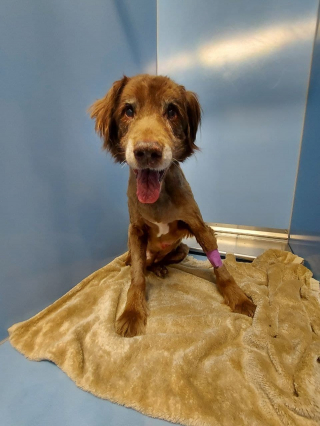 Illustration de l'article : Un p&ecirc;cheur aper&ccedil;oit un chien &acirc;g&eacute; au milieu de nulle part et lui vient en aide