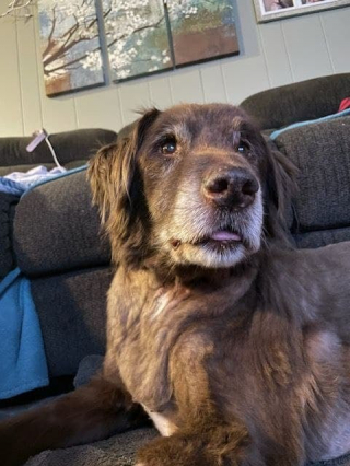 Illustration de l'article : Un p&ecirc;cheur aper&ccedil;oit un chien &acirc;g&eacute; au milieu de nulle part et lui vient en aide