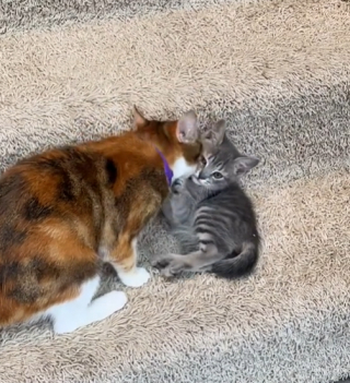 Illustration de l'article : Une m&egrave;re chatte tente de transporter son petit par la peau du cou, omettant qu&rsquo;il est d&eacute;j&agrave; bien grand ! (vid&eacute;o)