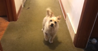 Illustration de l'article : Quand il n’a pas envie de sortir se promener, ce chien malin fait sembler de boiter (vidéo)