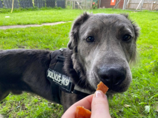 Illustration de l'article : Ce chien aux besoins spécifiques a attendu pendant 2 ans le propriétaire idéal