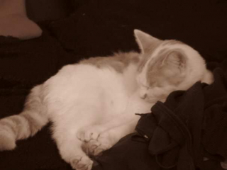 Illustration de l'article : Une femme est persuadée qu’on lui fait un canular lorsqu’on l’informe avoir retrouvé sa chatte disparue depuis 8 ans