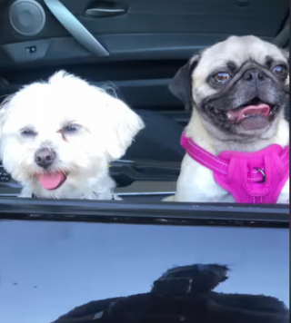 Illustration de l'article : Ces 2 chiens sont voisins et se voient presque tous les jours tant ils sont devenus fusionnels (vidéo)