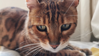 Illustration de l'article : Un chat retrouvé enfermé dans une salle de bain en travaux à l’intérieur d’une maison voisine