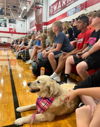 Illustration de l'article : Depuis 2 ans, cette chienne de th&eacute;rapie a le droit &agrave; sa propre photo scolaire !