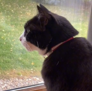 Illustration de l'article : Un chat se plaint bruyamment de devoir attendre son frère canin, toujours en retard pour le petit-déjeuner (vidéo)