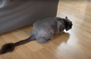 Illustration de l'article : Sa chatte tombe gravement malade, mais elle n’a pas l’argent pour avancer les frais vétérinaires (vidéo)