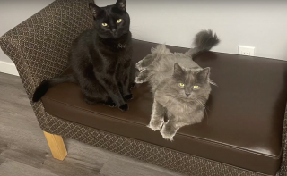 Illustration de l'article : Sa chatte tombe gravement malade, mais elle n’a pas l’argent pour avancer les frais vétérinaires (vidéo)