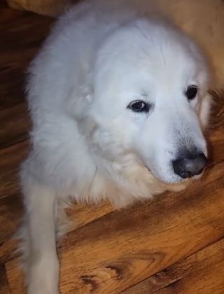 Illustration de l'article : Yeti embellit les journées des patients qu’il visite (vidéo)